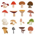 Mushrooms vector illustration set isolated on white background. Different kinds of edible and inedible cartoon mushrooms Royalty Free Stock Photo