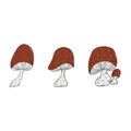 Mushrooms vector illustrations