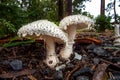 Mushrooms Wales Australia Amanita Leoidella Royalty Free Stock Photo