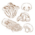Mushrooms on white background, Slice of mushroom, Mushroom