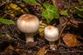 Mushrooms Royalty Free Stock Photo