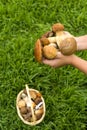 Mushrooms in a wicker basket and a knife on a background of green lawn. The hands of a girl in a green sweater hold a