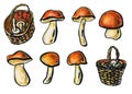 Mushrooms and wicker baskets