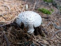 Mushrooms. Royalty Free Stock Photo