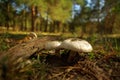 Mushrooms in the wood