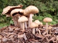 Mushrooms in woodchip