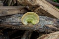 Mushrooms on the wood