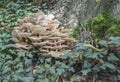 Mushrooms in autumn forest