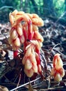 Indian Pipe Mushrooms in the Woods Royalty Free Stock Photo