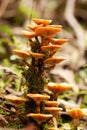 Mushrooms yellow