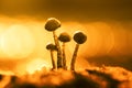 Mushrooms, mushrooms on a yellow background Royalty Free Stock Photo