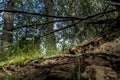 Wild mushrooms on a steep forest cliff