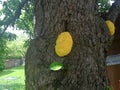 Mushrooms, yellow-orange sulphate, grow on a tree trunk