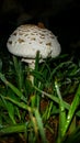 Mushroon at night in the garden Royalty Free Stock Photo