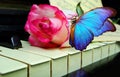 Music concept. close-up piano keyboard, beautiful pink rose and bright blue tropical morpho butterfly. melody concept. piano, rose Royalty Free Stock Photo