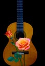 Music and flowers concept with a spanish acoustic guitar and caribbean roses