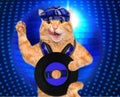 Music headphone vinyl record cat. Royalty Free Stock Photo