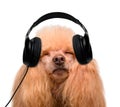 Music headphone vinyl record dog Royalty Free Stock Photo