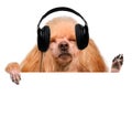 Music headphone vinyl record dog Royalty Free Stock Photo