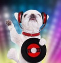 Music headphone vinyl record dog. Royalty Free Stock Photo