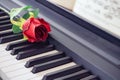 Music and love concept.Red rose on piano keyboard Royalty Free Stock Photo