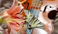 Music and nature. violin and flowers. beautiful butterfly sitting on a bow