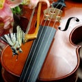 Music and nature. violin and flowers. beautiful butterfly sitting on a bow