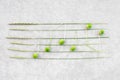 Music notes made of green acorns and wild grass