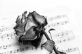 Music sheet and dead rose. The idea of the concept for love of music for musical inspiration Royalty Free Stock Photo