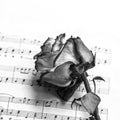 Music sheet with dry dead rose. The idea of the concept for love of music, musical inspiration