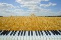 Music wheat field, piano keys with nature Royalty Free Stock Photo