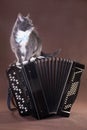 Musical art cat sitting on bayan accordion