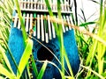 Kalimba Musical instrument and grass