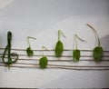Musical note from green leaves, white background Royalty Free Stock Photo