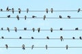 Musical Notes Performed By Birds On The Wires