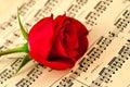 Musical notes and red rose Royalty Free Stock Photo