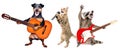 Musical performance of pets Royalty Free Stock Photo