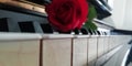Musical piano red rose Royalty Free Stock Photo