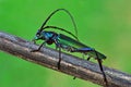 Musk beetle (Aromia moschata)