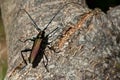Musk beetle Aromia moschata close up