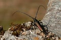 Musk beetle Aromia moschata close up