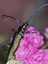 Musk beetle