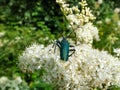 Musk beetle (Aromia moschata) with very long antennae and coppery and greenish metallic tint on a white flower Royalty Free Stock Photo