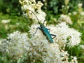 Musk beetle (Aromia moschata) with very long antennae and coppery and greenish metallic tint on a white flower Royalty Free Stock Photo