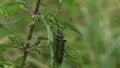 A Musk Beetle, Lampyris noctiluca, displaying on a stinging nettle.