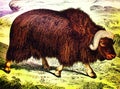 Musk bull in a vintage book History of animals, by Shubert/Korn, 1880, St. Petersburg