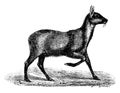 Musk deer, vintage engraving