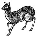 Musk Deer, vintage illustration