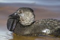 Musk Duck