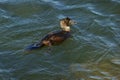 Musk Duck